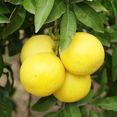 تصویر 4 از قیمت خرید گریپ فروت زرد  + فروش ویژه